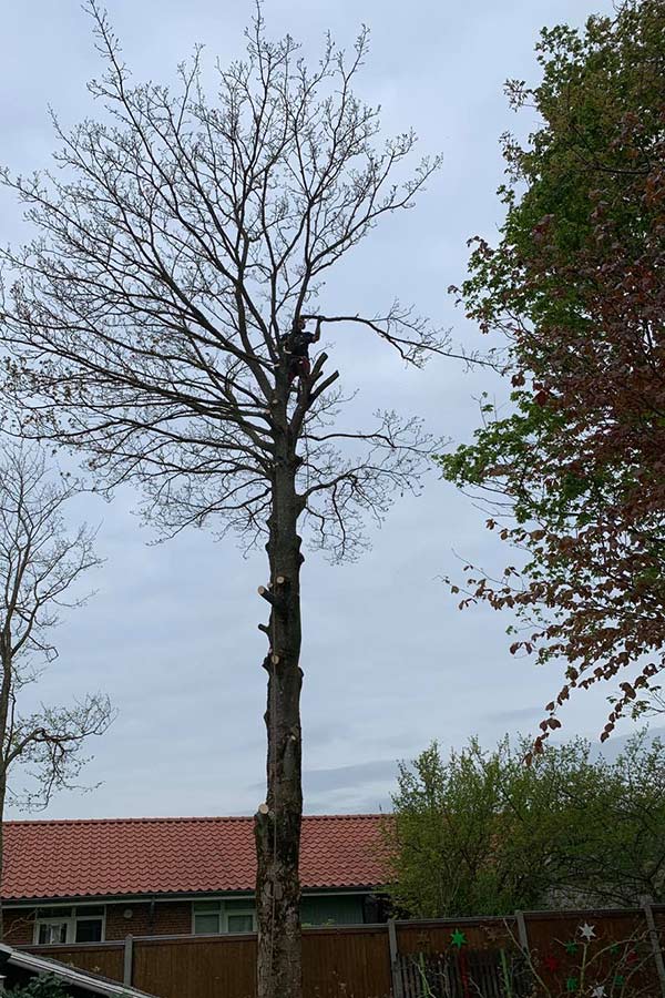 Beskæring af træ Topkapning – Østerby Træ