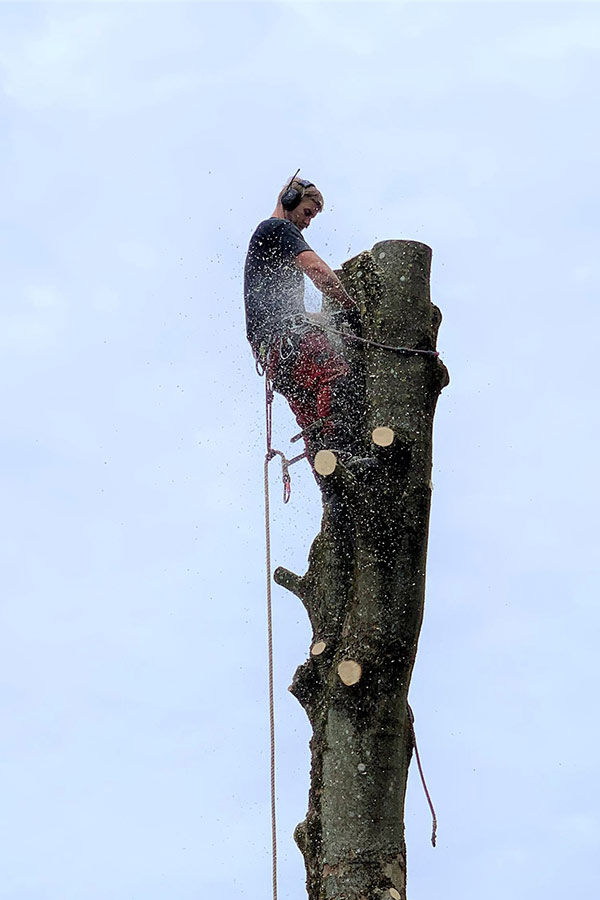 Træfældning Træklatring med motorsav – Østerby Træ